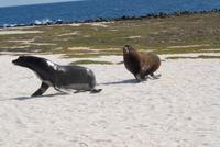 Seelöwenbullen streitend