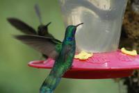 Veilchenohr Kolibri
