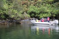 Pinguin-Beobachtung im Milford Sound
