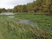 015 Sumpfland in der Camargue