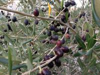 017 Im Land der Oliven