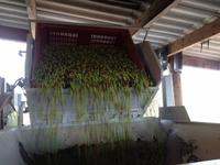 020 Frisch geerntete Oliven