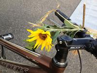 055 Reiseleiterfahrrad mit Gemüse