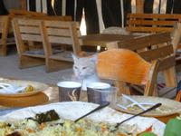 6.Tag, 29.10.2013: Mittagessen bei den Beduinen (Kfar Hanokdim)