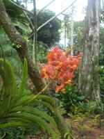 Im Orchideengarten von Singapur 