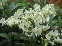 Im Orchideengarten von Singapur 