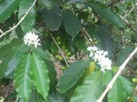 Kaffestrauch: Blüte und unreife Kaffeekirschen