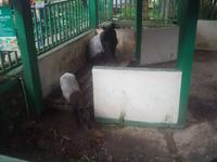 Tapire im Bukittinggi-Zoo