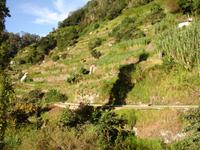 auf der Levada-Wanderung von Marocos 