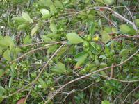 auf der Levada-Wanderung von Marocos - Guave