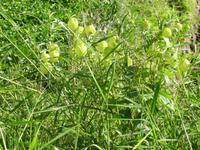 auf der Levada-Wanderung von Marocos 