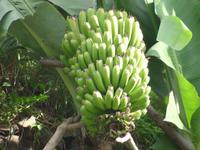 auf der Levada-Wanderung von Marocos 