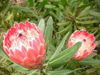 Anwesen der Familie Blandy - Protea