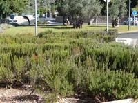 wilder Rosmarin als Stadtbegrünung