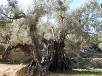 in einem alten Olivenhain