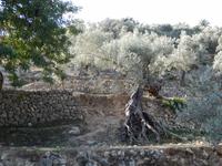 in einem alten Olivenhain