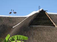 ... auf dem Dach der !Uris Safari Lodge