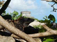 Da schaut er zum WIndgott-Tempel