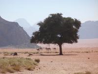 Kamele im Wadi Rum