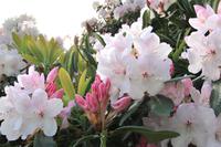 Im Botanischen Garten von Christchurch