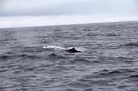 Pottwal im Pazifik bei Kaikoura