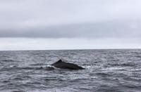 Pottwal im Pazifik bei Kaikoura