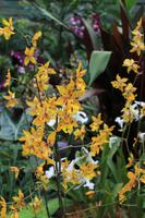 Orchideengarten Singapr