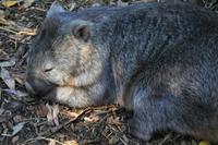 Wombat