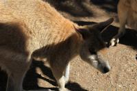 Featherdale Wildlife Park