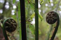 Regenwaldspaziergang im Great Otway Nationalpark