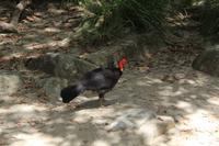 Mossman Gorge