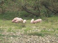 Flussfahrt auf dem Li