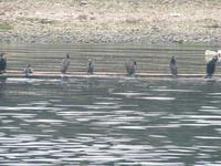 Flussfahrt auf dem Li