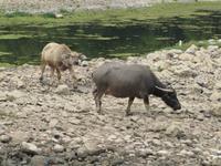 Flussfahrt auf dem Li