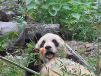 Guilin - Pandazoo & Siebensterne Park