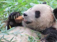 Guilin - Pandazoo & Sieben-Sterne-Park