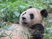 Guilin - Pandazoo & Sieben-Sterne-Park