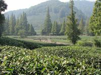 Hangzhou - Teeplantage