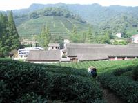 Hangzhou - Teeplantage