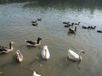 Hangzhou - Wanderung zum Westsee