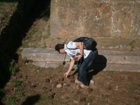 Auf der Suche nach Pinienzapfen