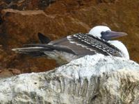 Ballestas Inseln - Blaufußtöpel