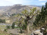 Colca Tal