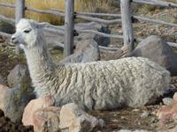 Titicaca See - Suasi - Lama