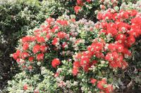 Der Weihnachtsbaum in voller Blüte