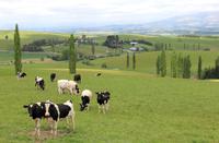 Farmland auf der Fahrt in Richtung Christchurch