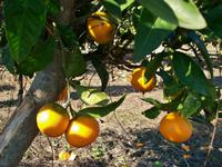 Mandarinenbaum