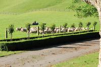 Die Schafe kommen auf eine andere Weide