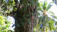 0283 Finca Duaba - Mangobaum 150 Jahre alt