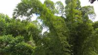 0809 Rückfahrt von der Wanderung im Parque Guanayara - Bambus